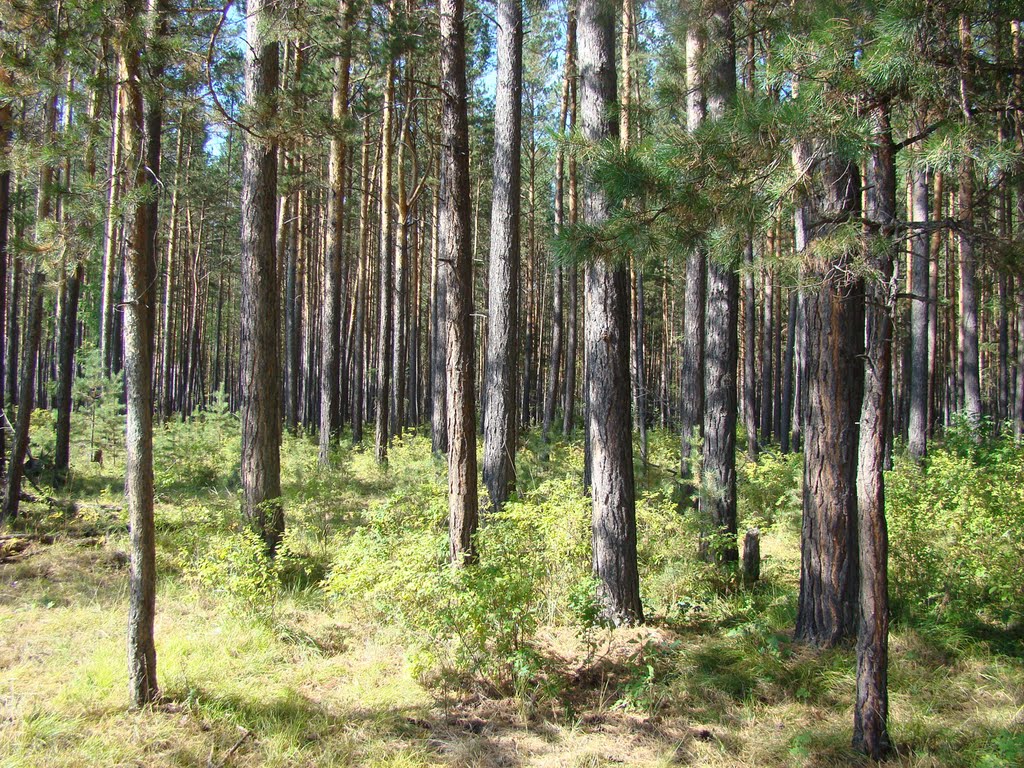 Грибной сосновый лес. - Pine forest.