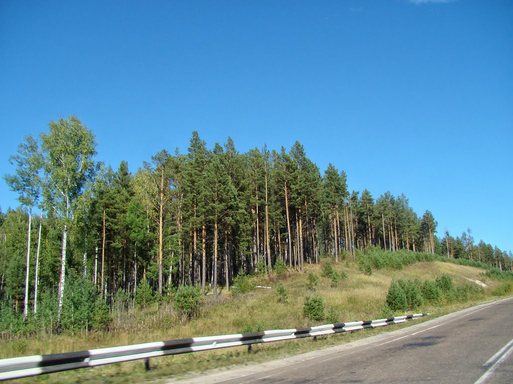 Берёзки и сосенки