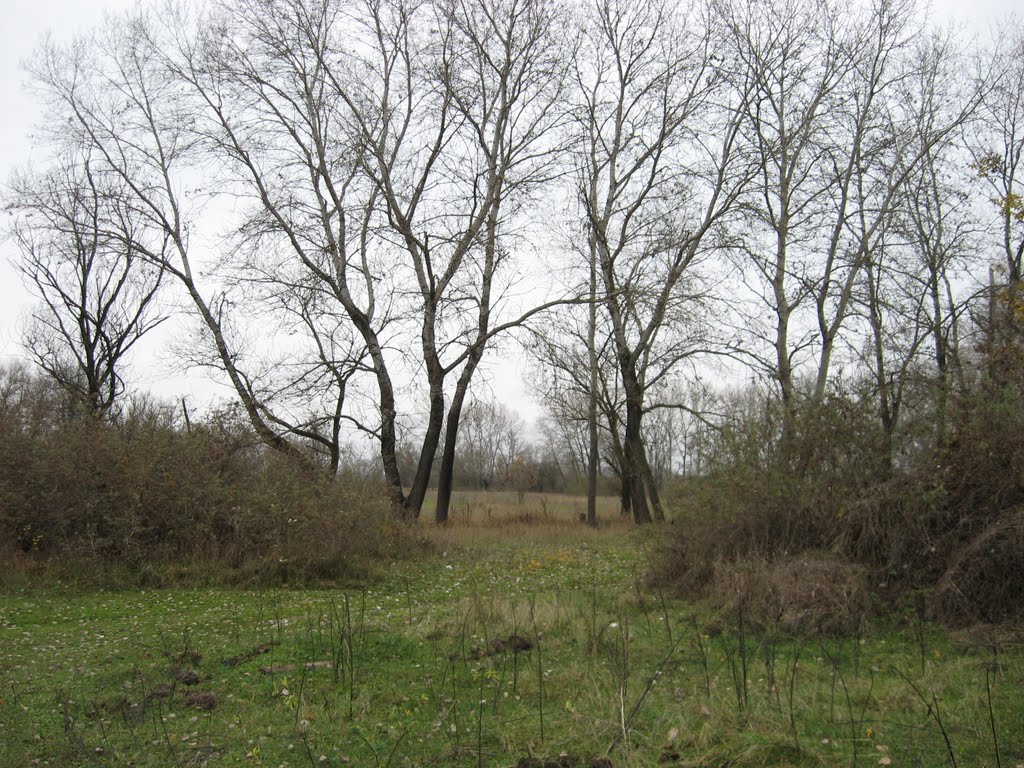 Деревья близ Черека