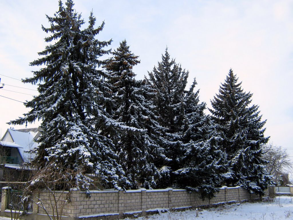 Ели.