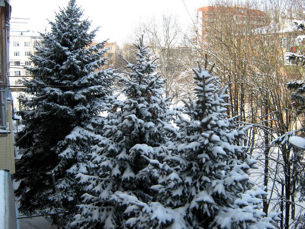 Ели.