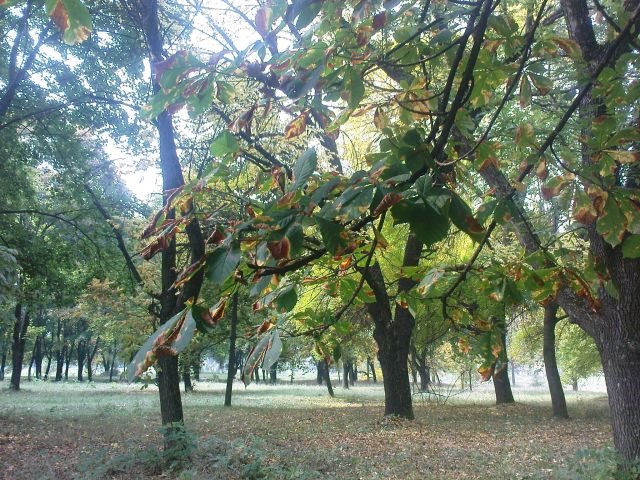 Центральный парк города