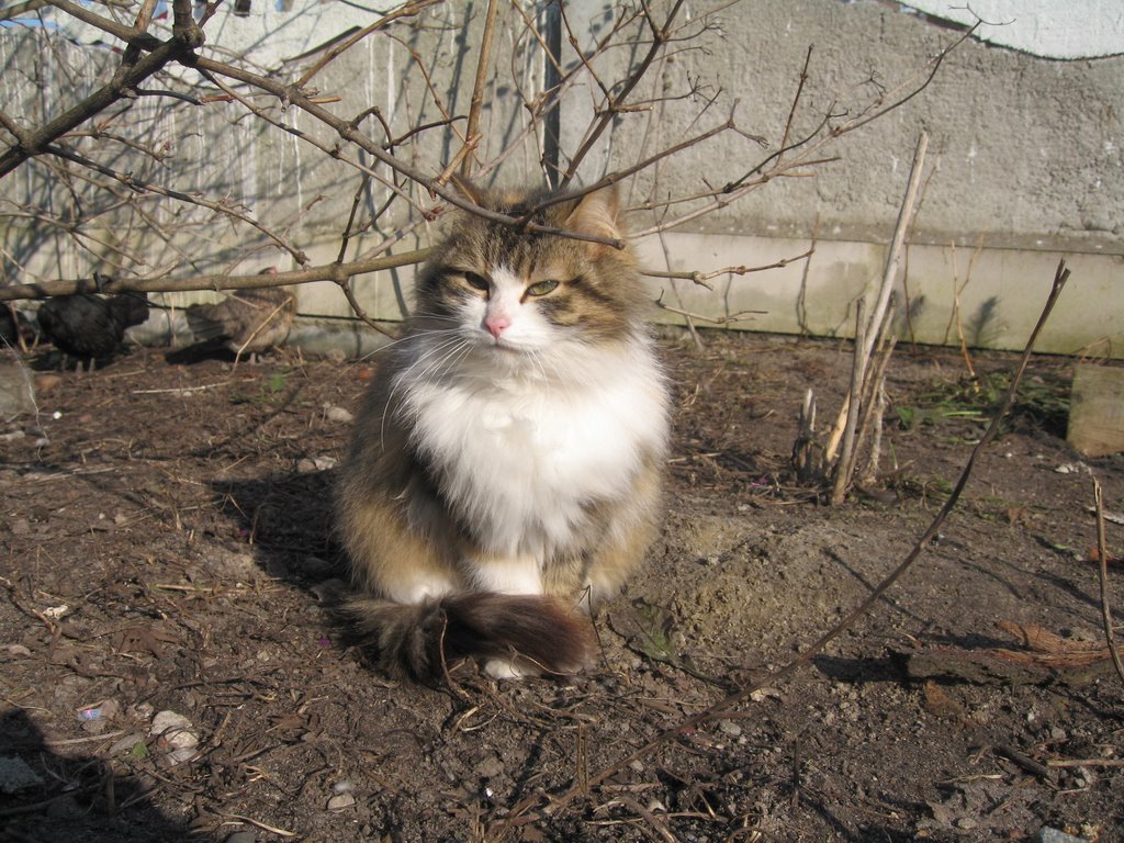 russian home angel