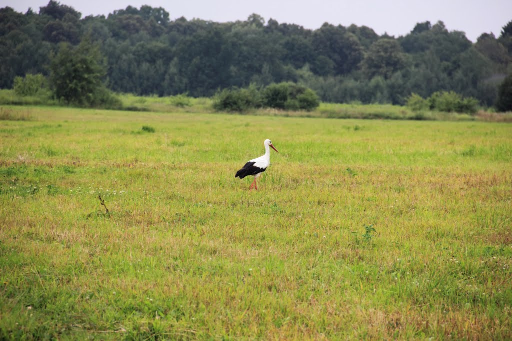 Stork / Аист
