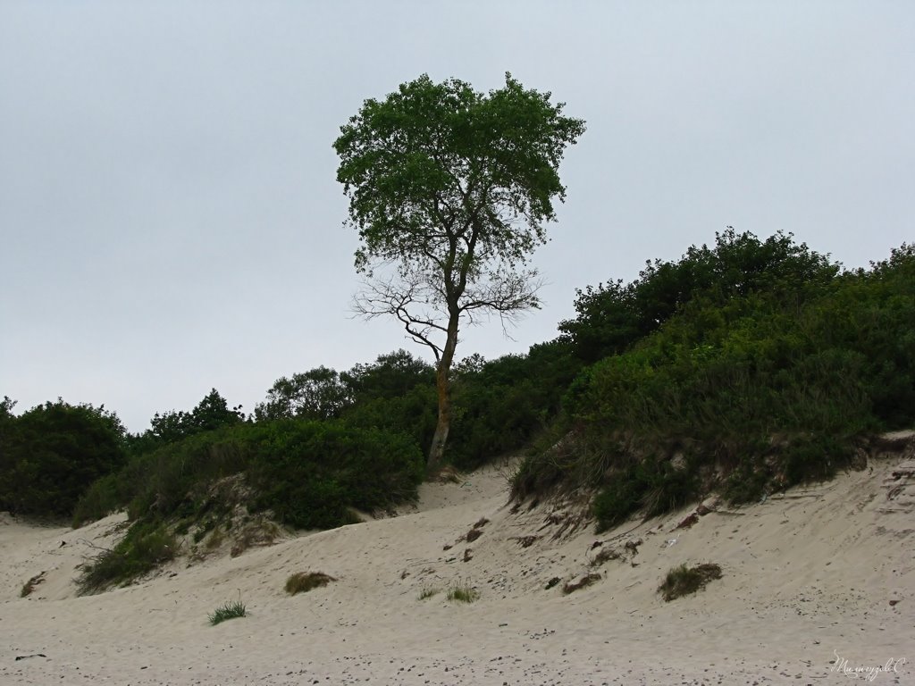 Dune. Zelenogradsk (earlier Cranz)