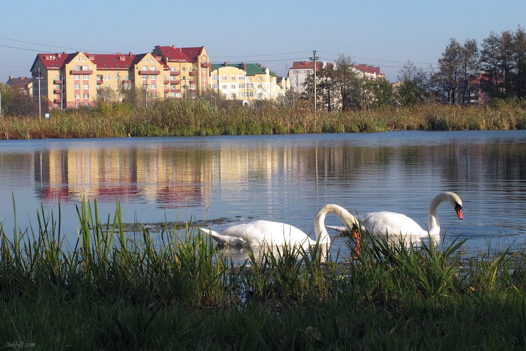 Swans in the city. Ring Str. Zelenogradsk (Weg zur Kurische Nehrung, Kranz) Oct. 2011.