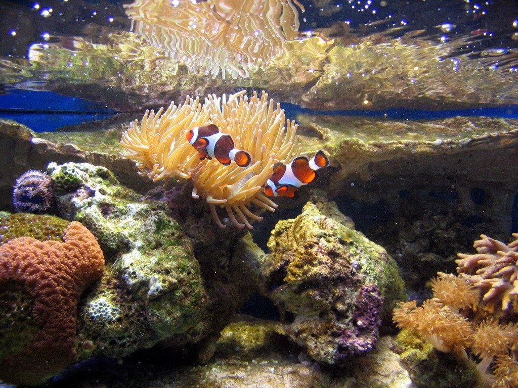 Russia. Kaliningrad. Museum of Sea