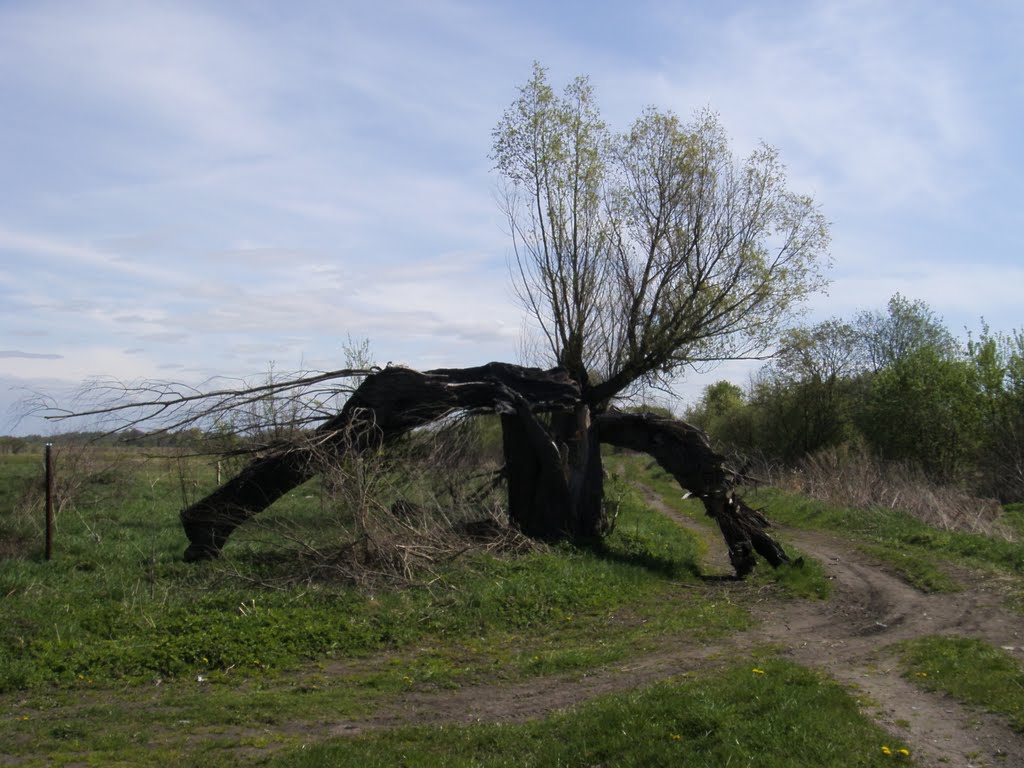 выгоревшее дерево