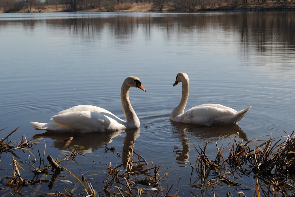 Swans on the lake