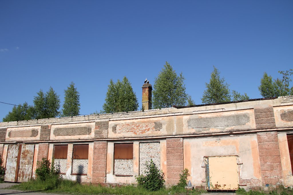 Аисты