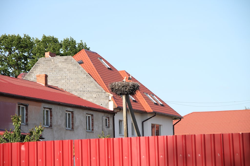 Аисты