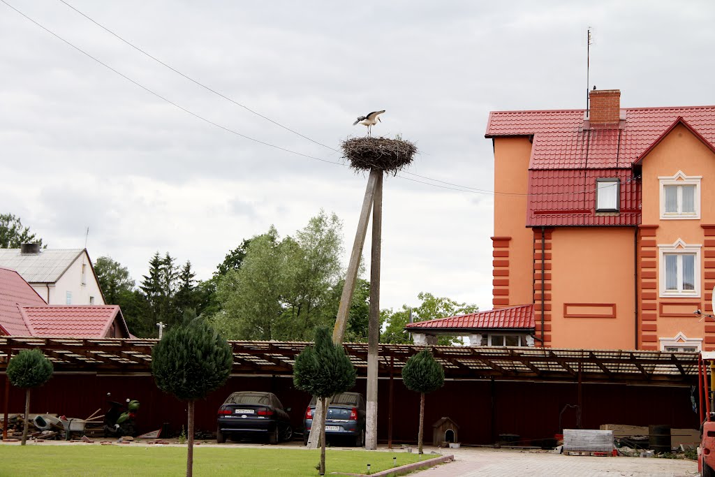 Гнездо аистов