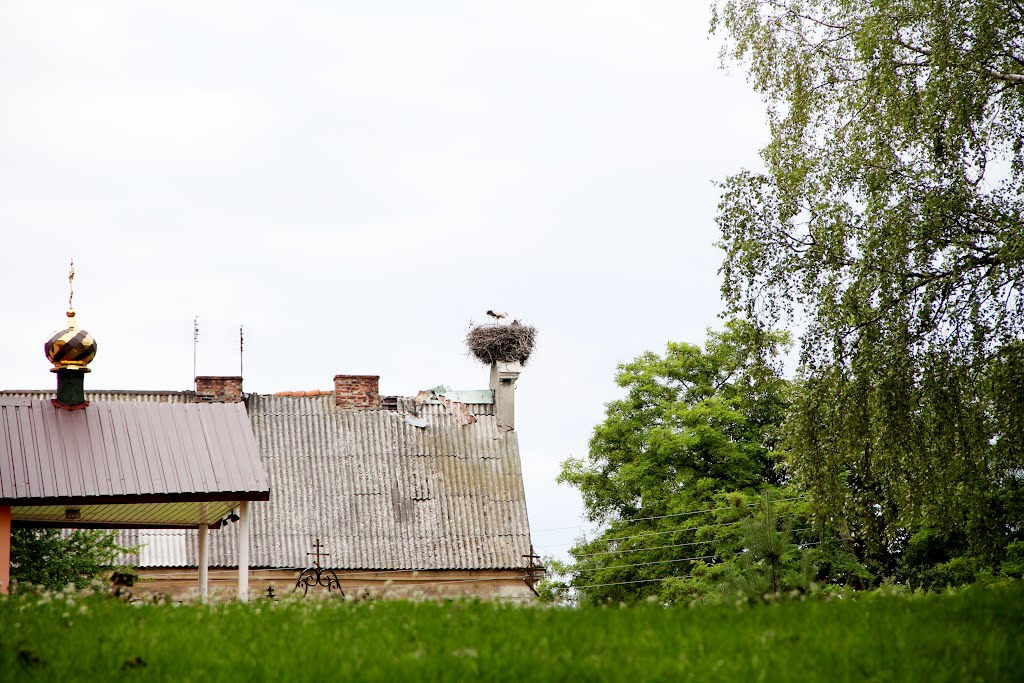 Гнездо аистов около церкви