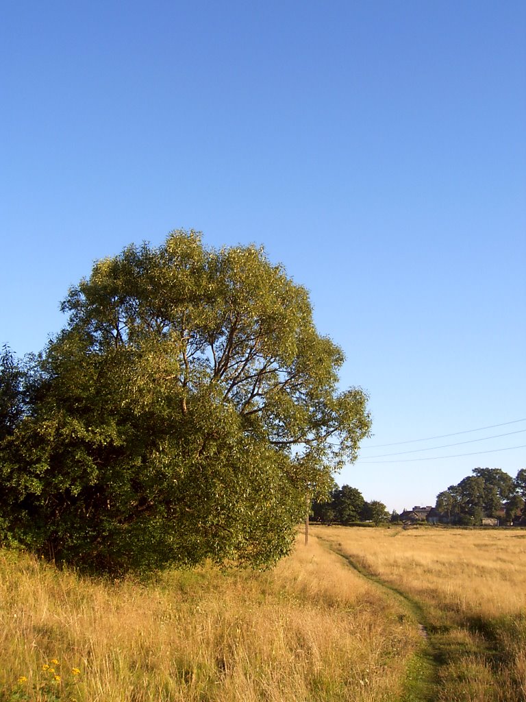 Поле, Field