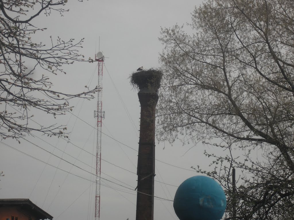 Полесск.  Аист на  трубе