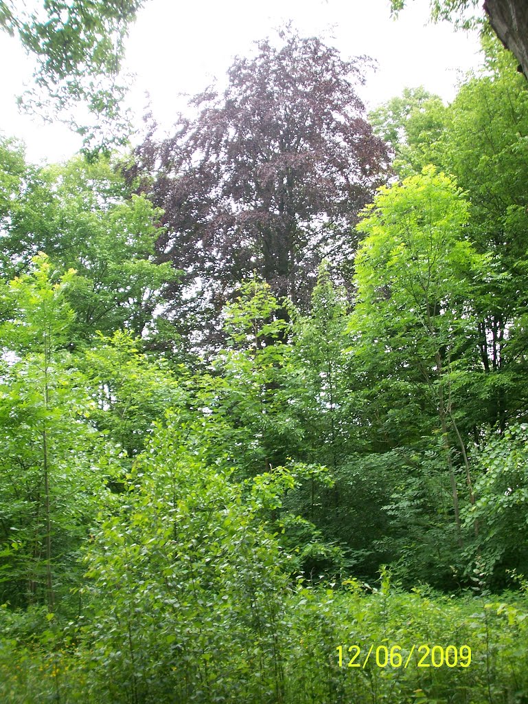 в Полесском парке . Rad maple