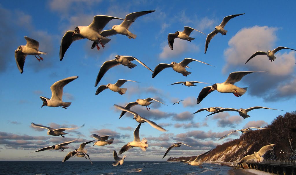#37 Hungry seagulls. – Жрать дают!!! Стая голодных чаек над променадом в Светлогорске.