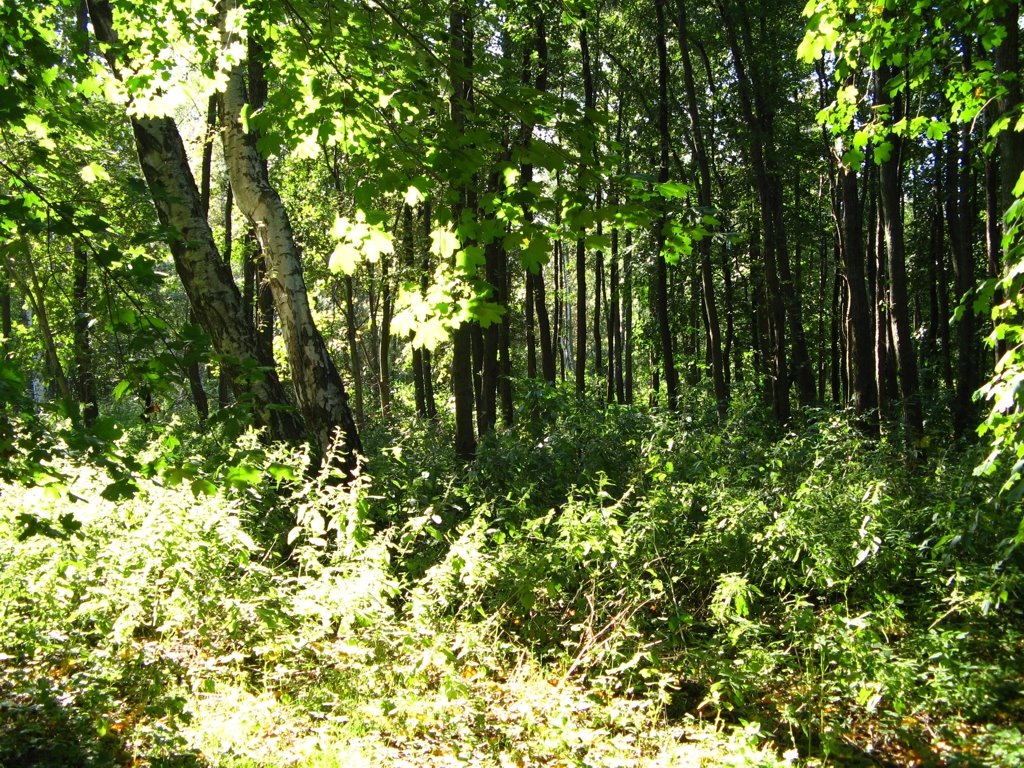Светлогорск (ранее Rauschen)