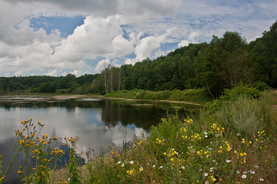 Flowers along the lake - Цветы вдоль озера.