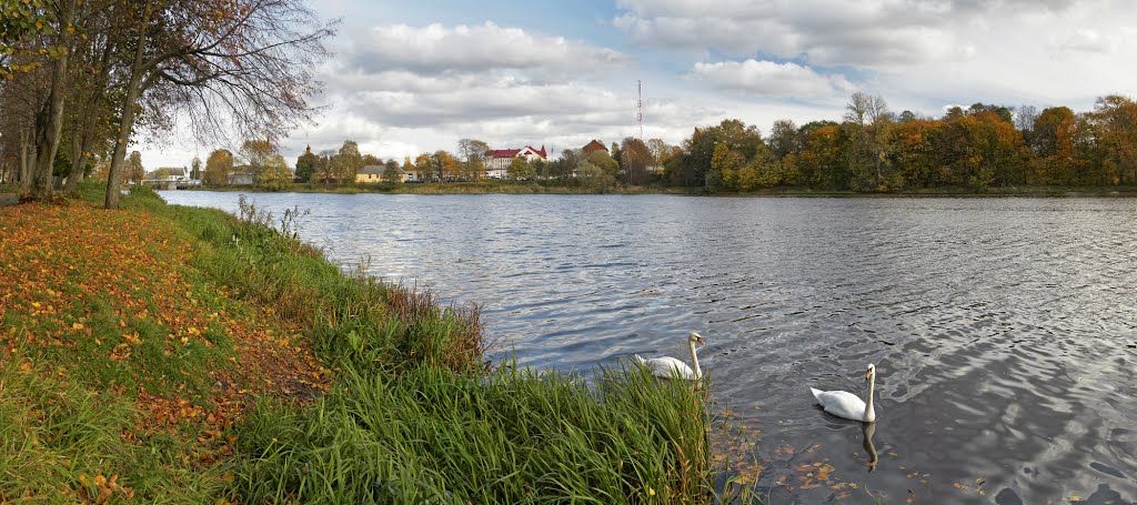 Лебеди на Городском пруду в Советске.