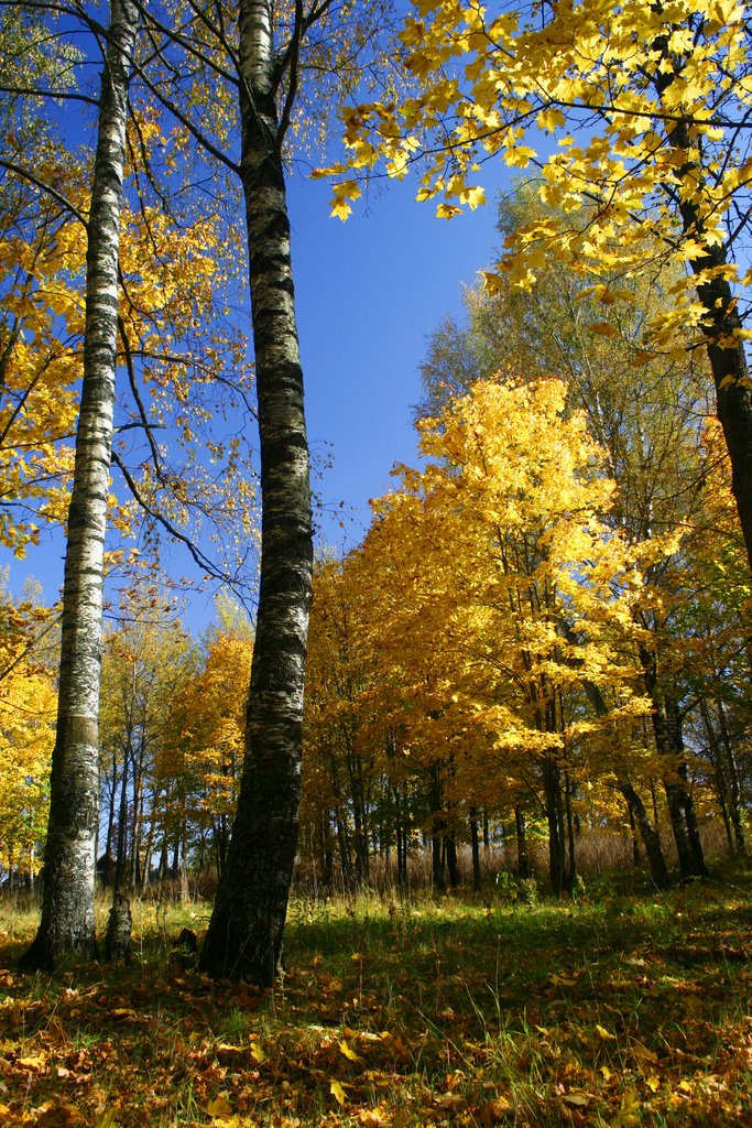 Fall