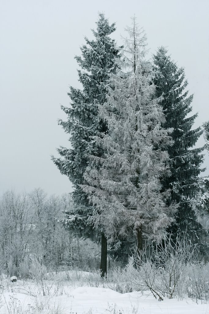 January 1st, 2010 one more forest view