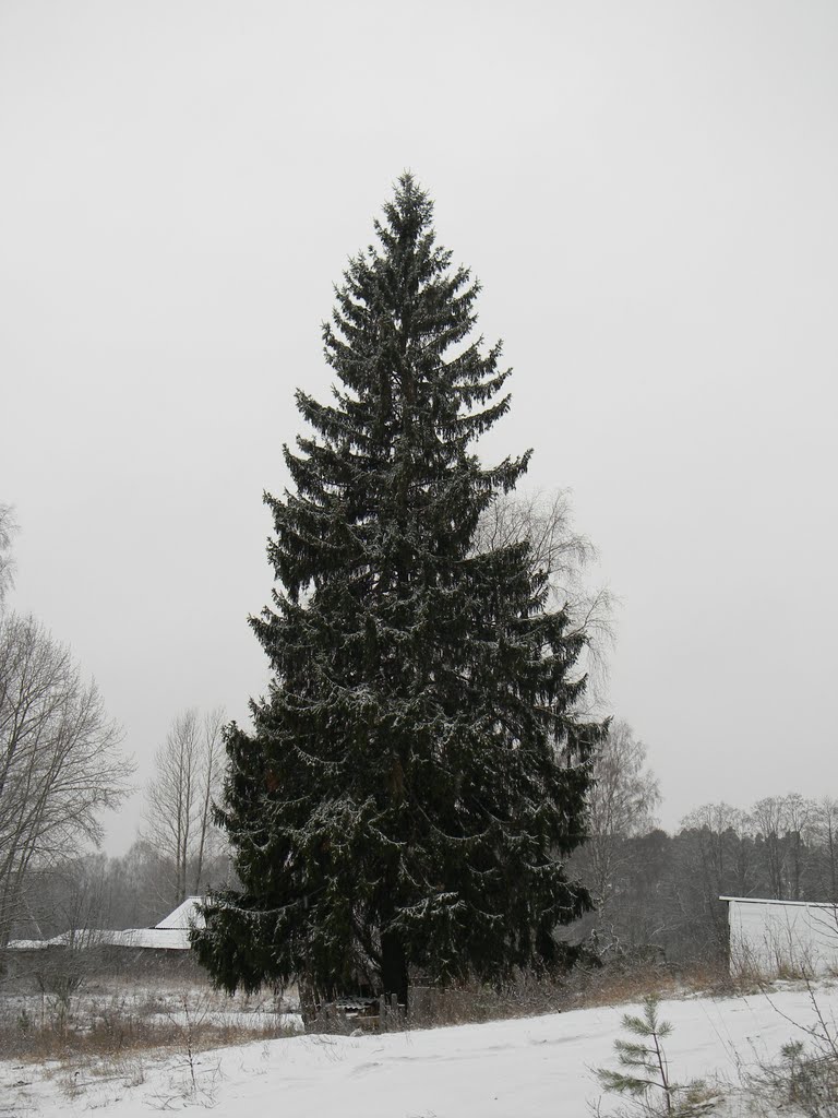 Ель