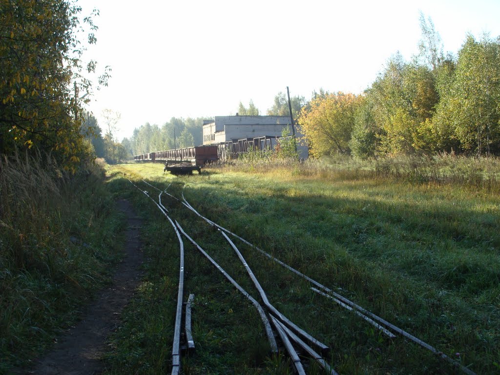 Васильевский Мох