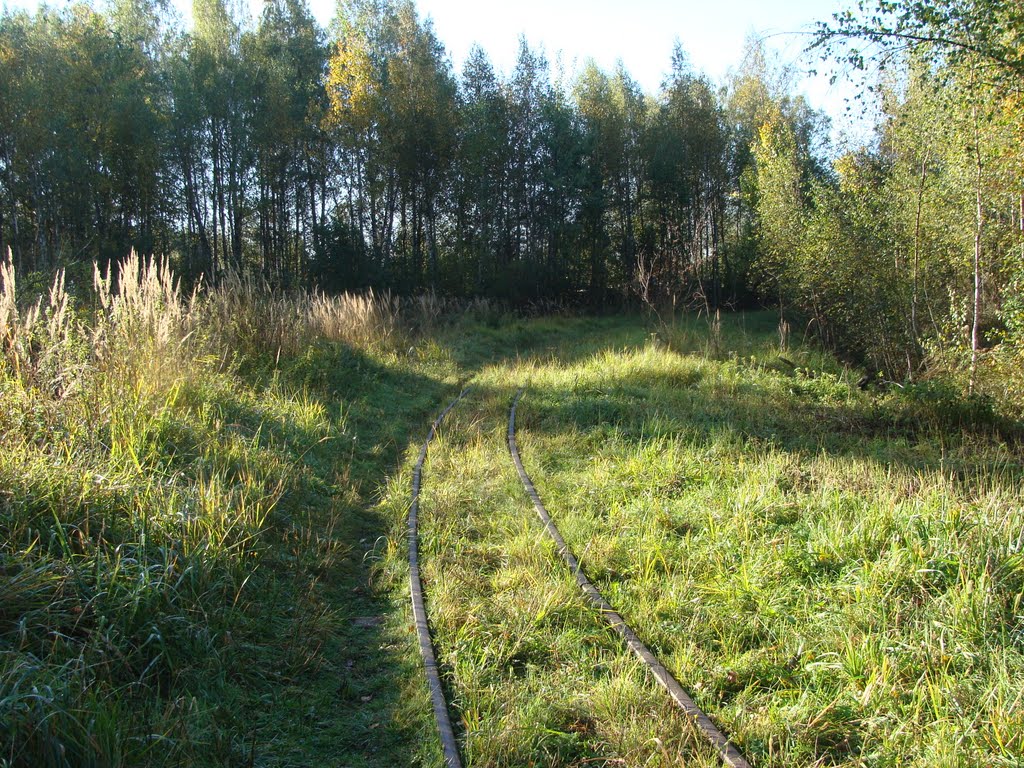 Васильевский Мох