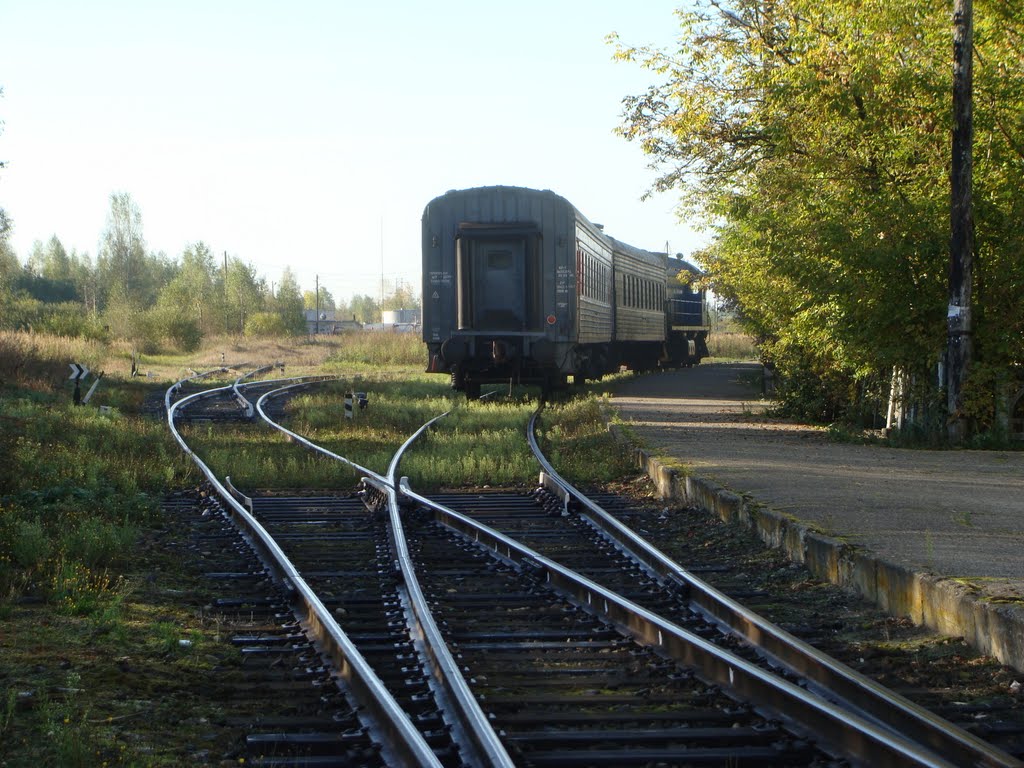 Васильевский Мох
