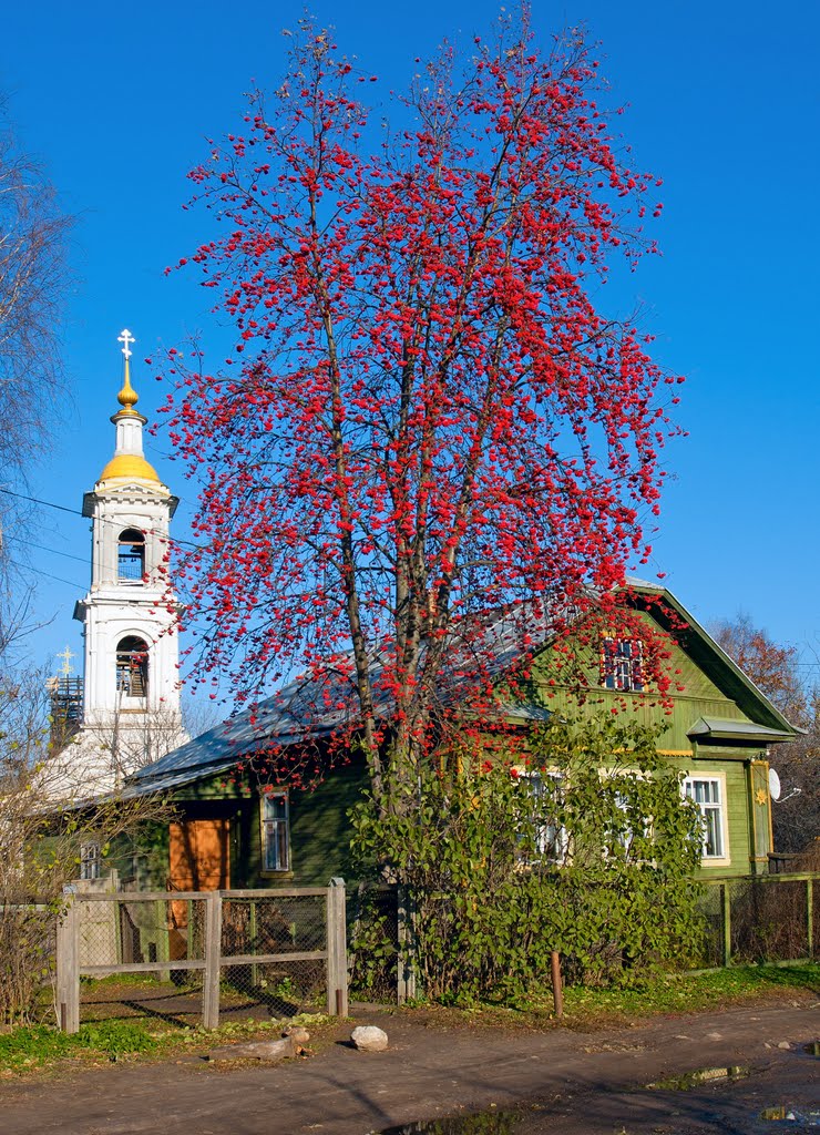 Ashberries / Kimry, Russia
