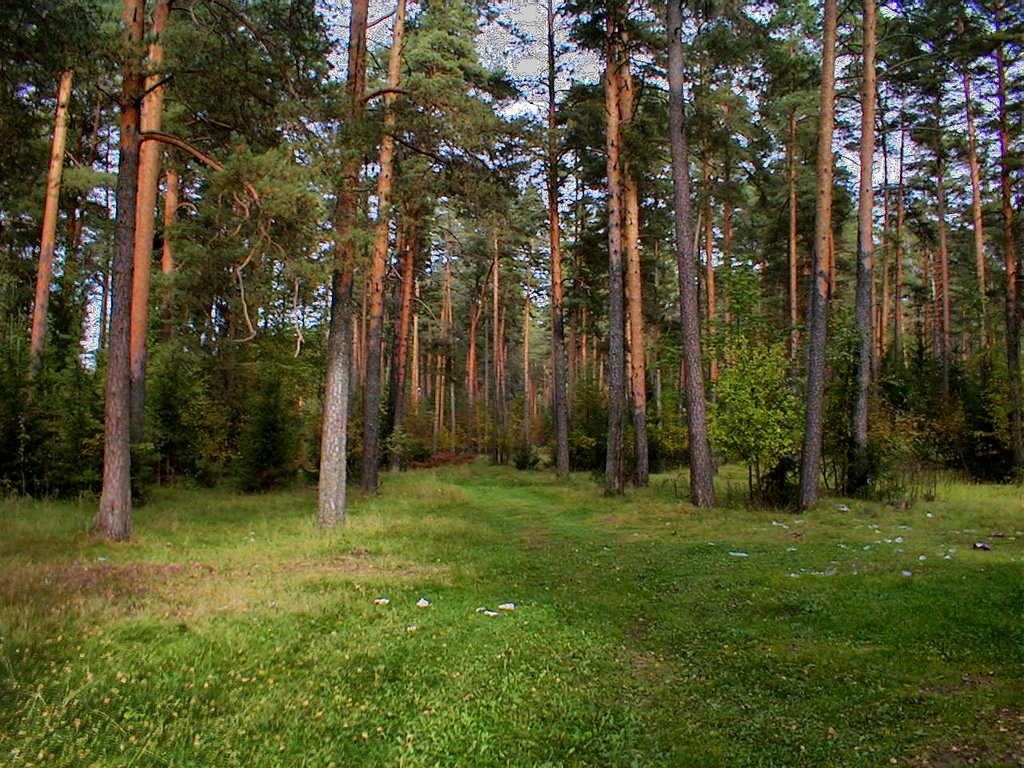 Максатиха. Дорога к реке. 21 09 2008