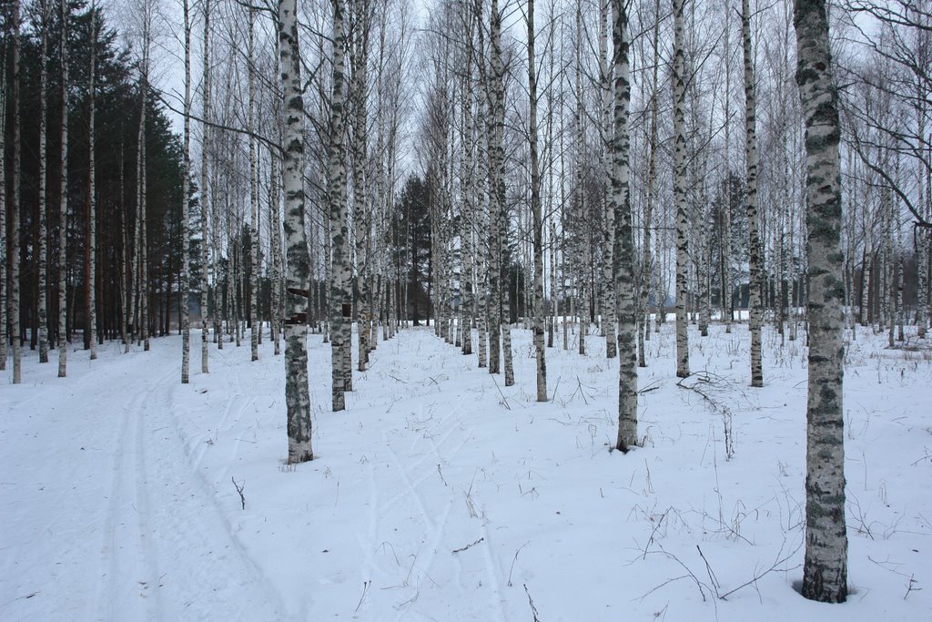 Максатиха, Березовая аллея 2008