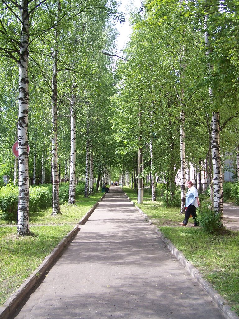 Березовая аллея