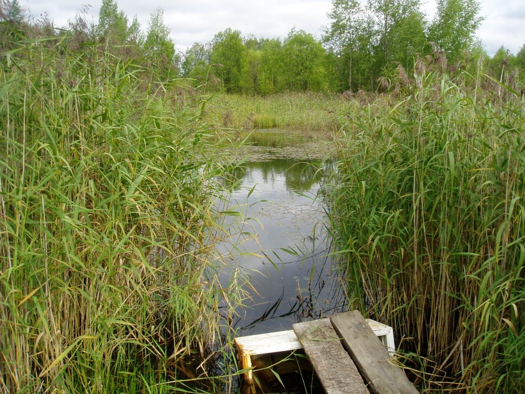 Заросший карьер