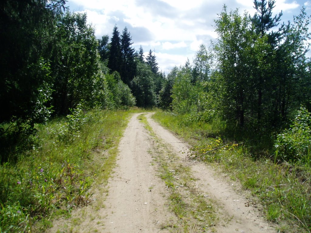 Дорога в лесу