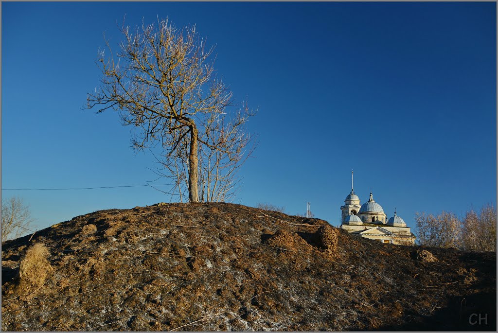 Старица. Дерево на городище