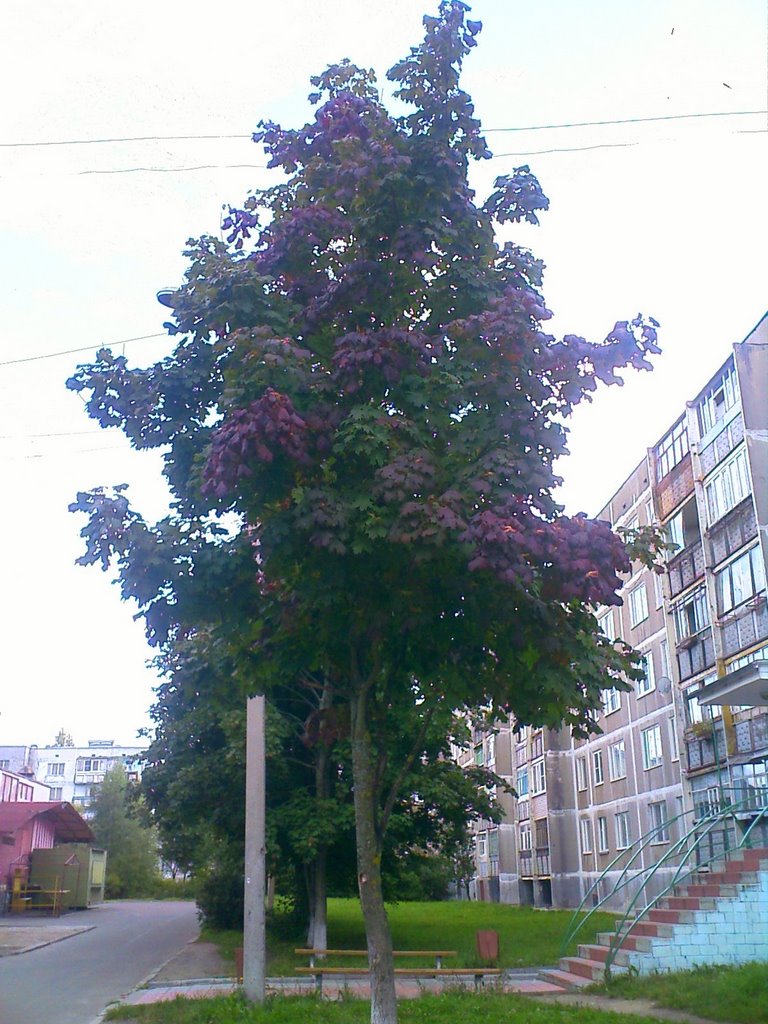 Фиолетовый клён