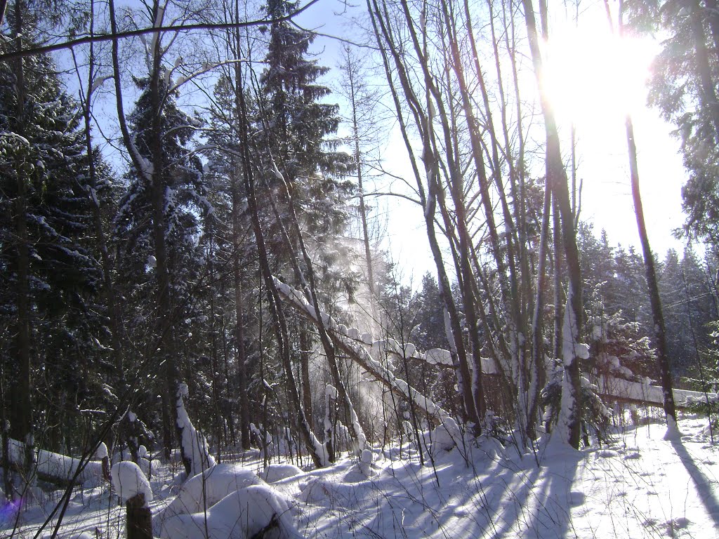 Зимний лес