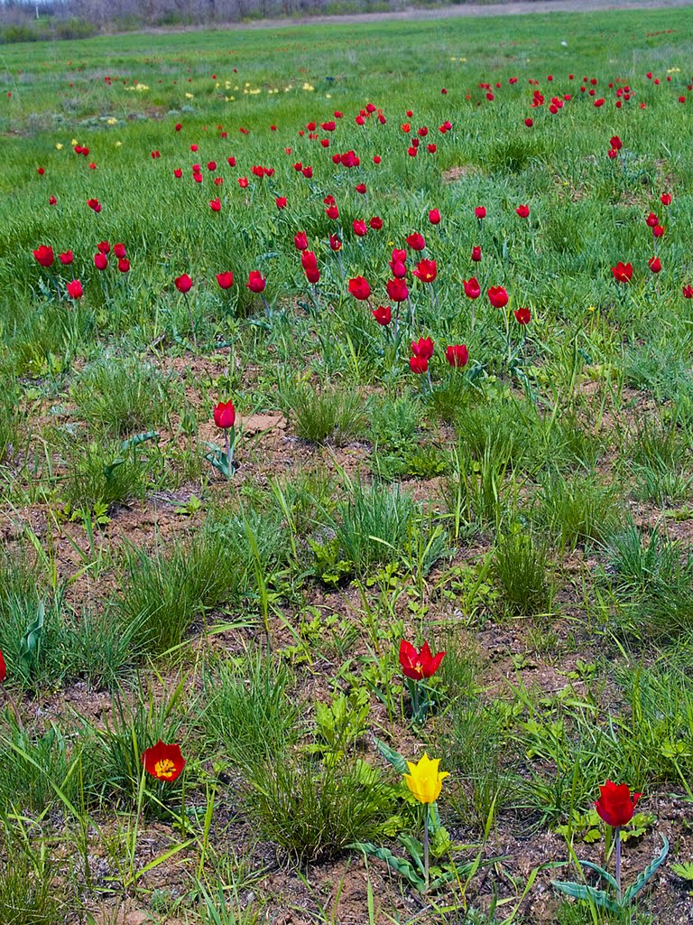 Kalmikias spring