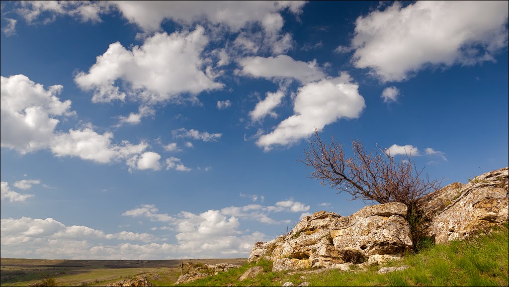 Tree under clouds