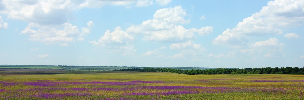Letnyaya Stavka