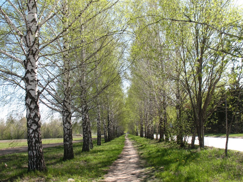 Весенняя аллея