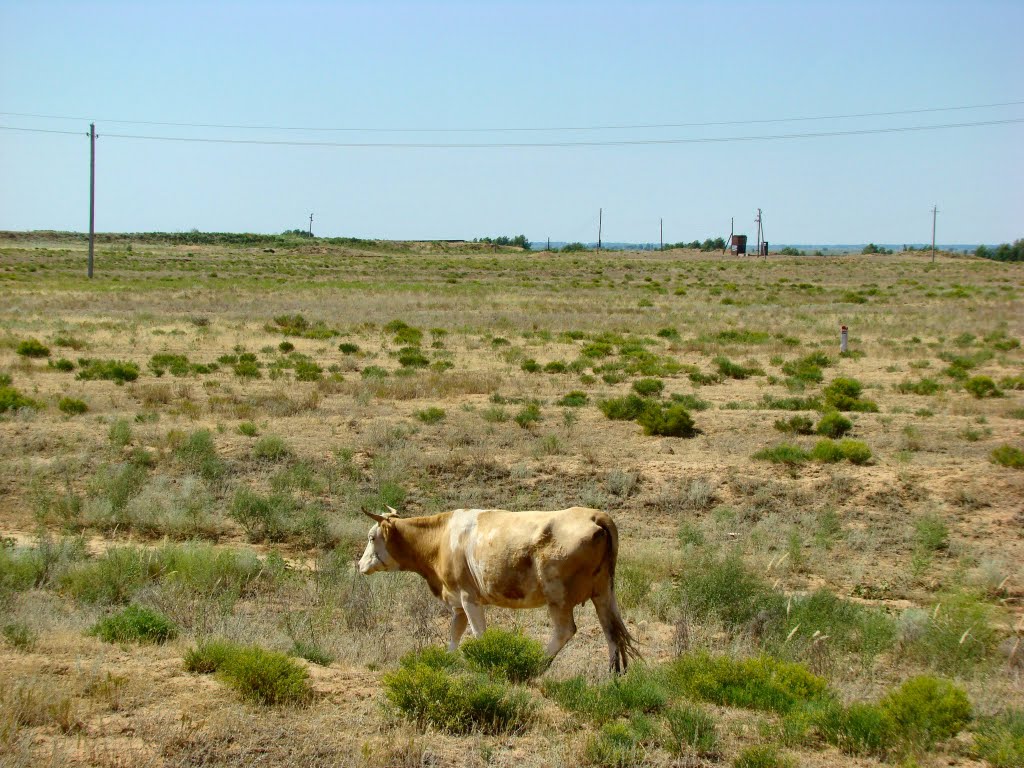 cow