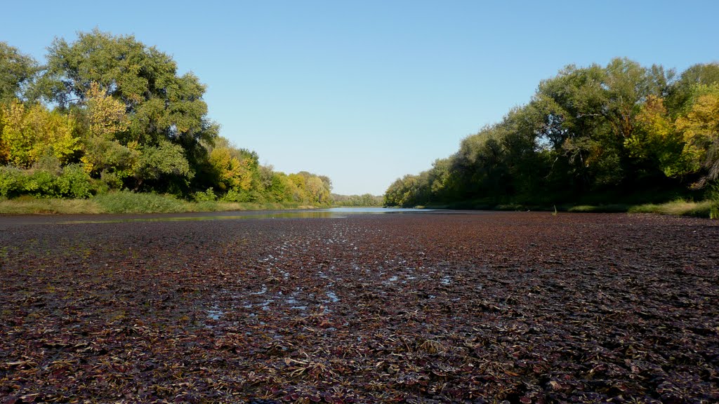 Sasykoli