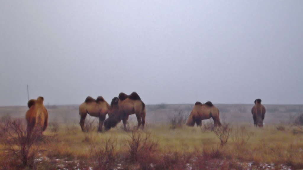 Camels in the cold