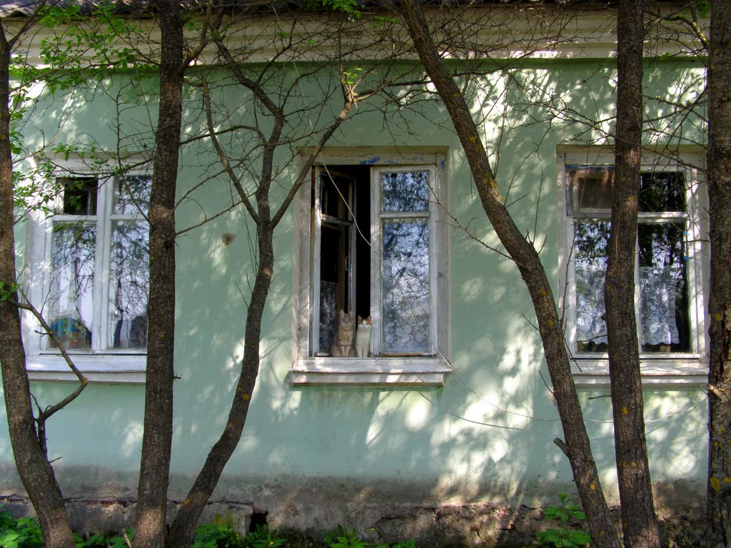 Кошки в окошке