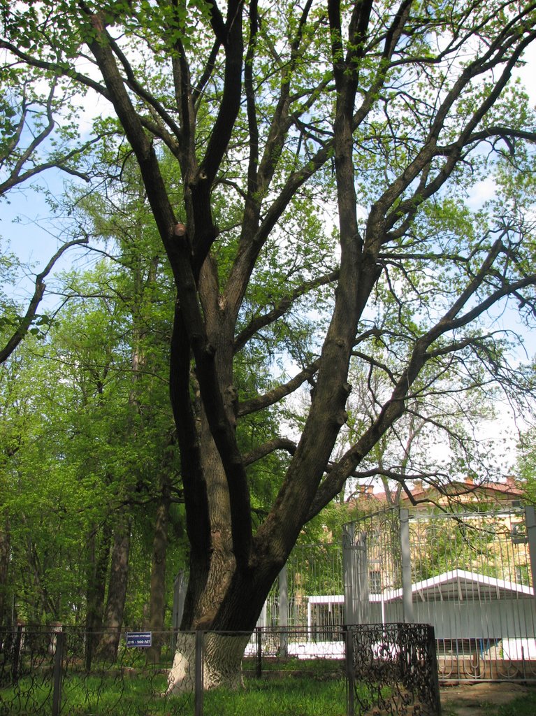 Калуга, ЦПКиО. 500-летний дуб (17.05.2007)