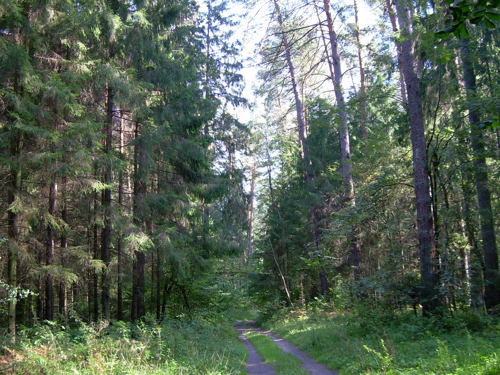 Лесная дорога
