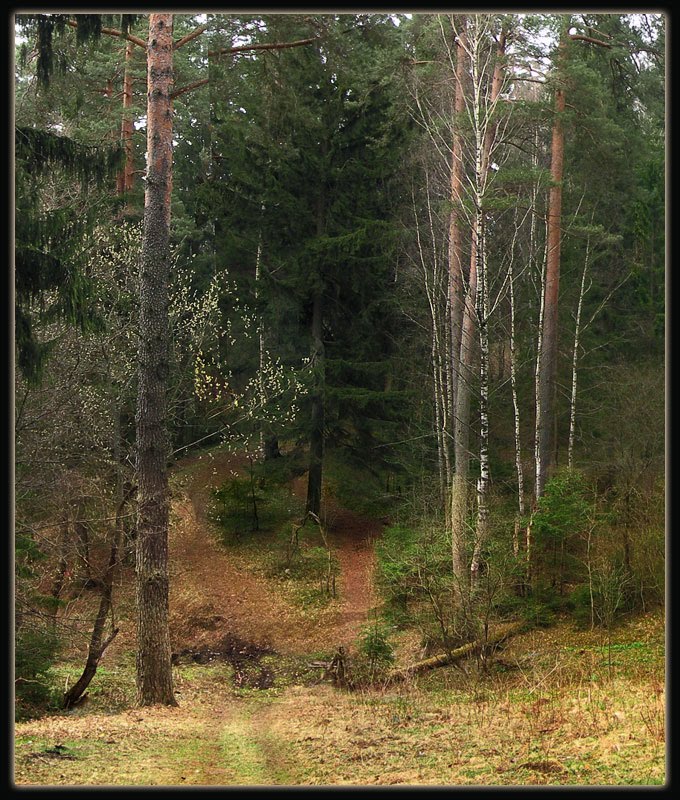 С горки в лес